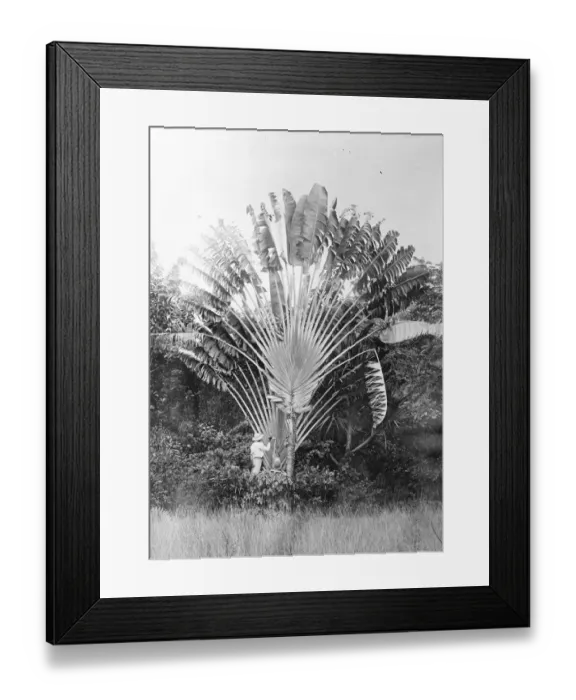 Framed Print : Where nature supplies free drinks. A thirsty wayfarer tapping a Traveller s Framed Print : Where nature supplies free drinks. A thirsty wayfarer tapping a Traveller s