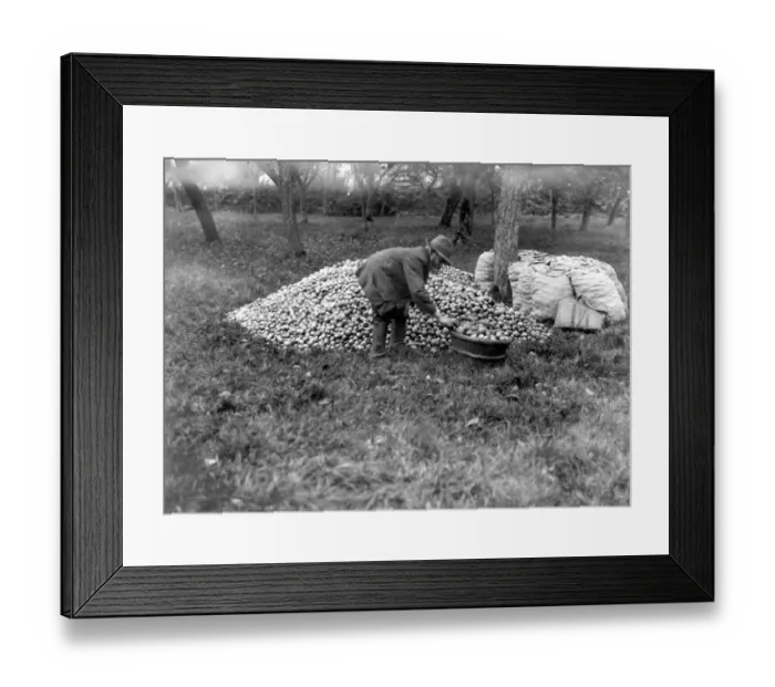 Framed Print : Cider making in Devenshire. 6 November 1919 Framed Print : Cider making in Devenshire. 6 November 1919