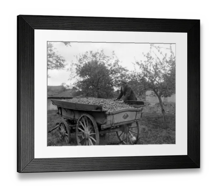 Framed Print : Cider making in Devenshire. Collecting apples in the orchards. 5 November 1922 Framed Print : Cider making in Devenshire. Collecting apples in the orchards. 5 November 1922