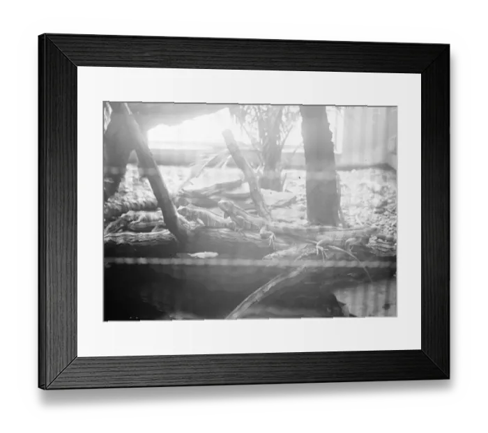 Framed Print : At the Zoo 13 January 1928 Framed Print : At the Zoo 13 January 1928