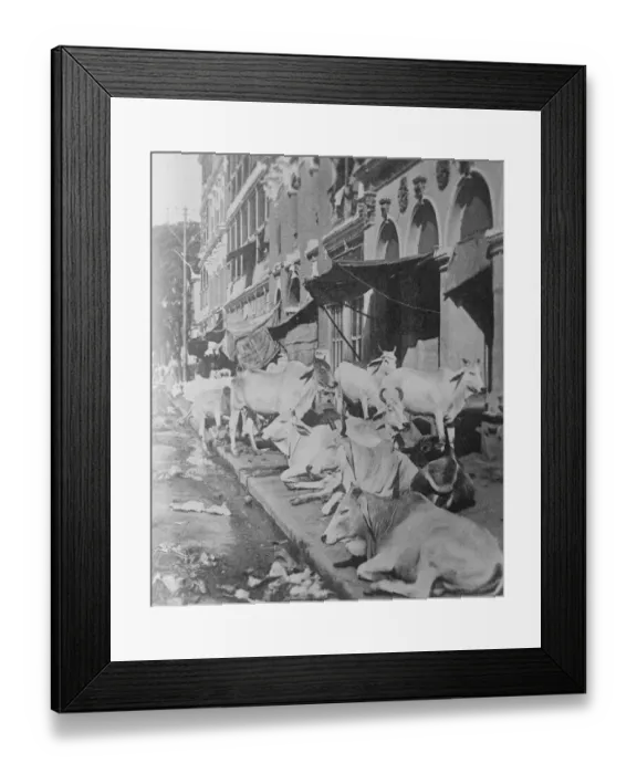 Framed Print : Sacred Cattle Sleep on the Pavements in West Bengal This remarkable phot shows sacred Framed Print : Sacred Cattle Sleep on the Pavements in West Bengal This remarkable phot shows sacred