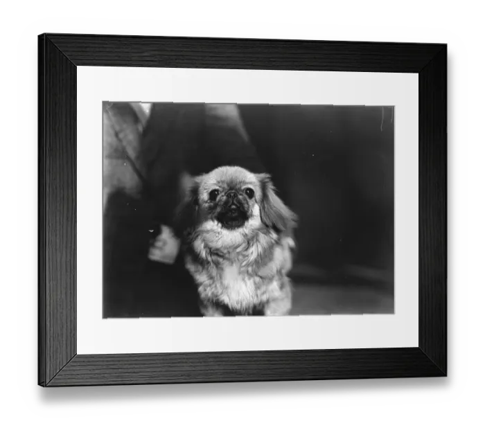 Framed Print : Pekinese club championship show at the Royal Horticultural Hall. Mrs H P Winston Framed Print : Pekinese club championship show at the Royal Horticultural Hall. Mrs H P Winston