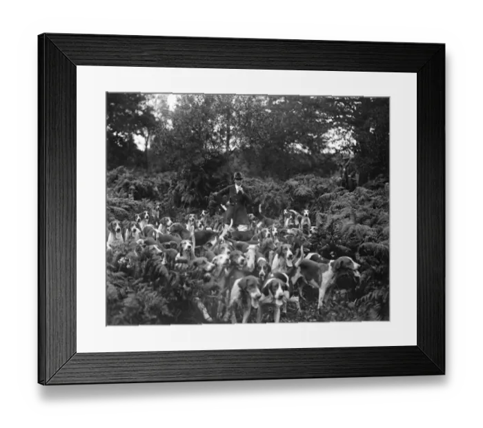 Framed Print : Society Hunt with a lady Master of Foxhounds. Miss Amy Fairhurst with the pack Framed Print : Society Hunt with a lady Master of Foxhounds. Miss Amy Fairhurst with the pack