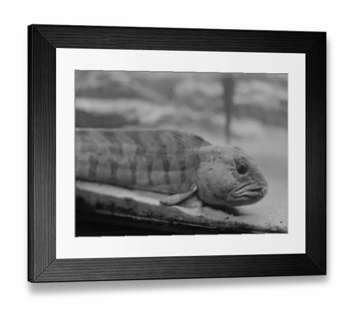 Framed Print : The wonders of the new zoo aquarium. The head of the Wolf fish. 4 April 1924 Framed Print : The wonders of the new zoo aquarium. The head of the Wolf fish. 4 April 1924