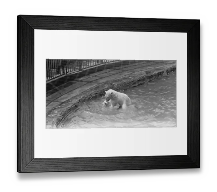 Framed Print : Mixed bathing at the Zoo Polar bears play Get out or Get Under Isabelle Framed Print : Mixed bathing at the Zoo Polar bears play Get out or Get Under Isabelle