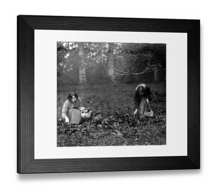Framed Print : The fraternity weavers at South Holmwood. Collecting walnuts. A deep brown dye is Framed Print : The fraternity weavers at South Holmwood. Collecting walnuts. A deep brown dye is