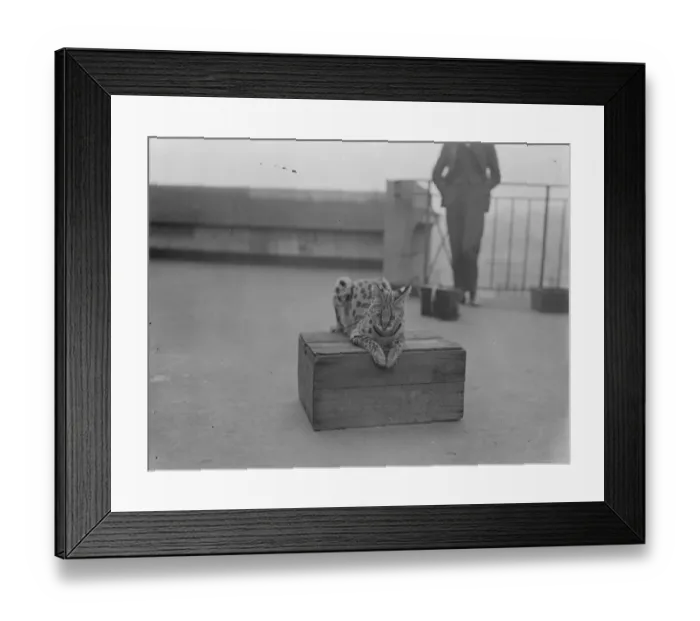 Framed Print : The Tutankhamen cat arrives in London. The mascot of the Watu Wa Miti Scout tribe makes a 10 Framed Print : The Tutankhamen cat arrives in London. The mascot of the Watu Wa Miti Scout tribe makes a 10