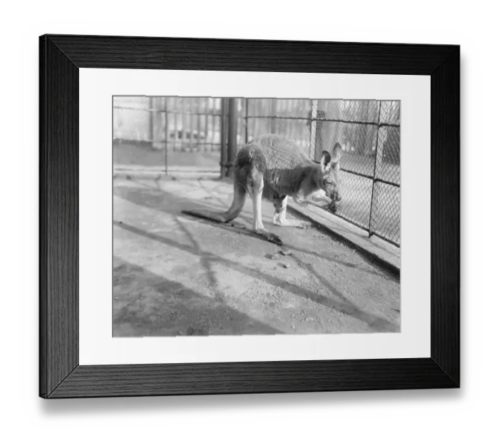 Framed Print : Zoos mother and baby kangaroos. Queenies offspring has a peep at the world Framed Print : Zoos mother and baby kangaroos. Queenies offspring has a peep at the world