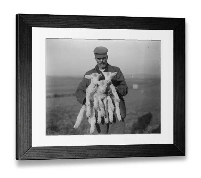 Framed Print : New arrivals in Wessex. Three - day old lambs of the famous Dorset Horned variety Framed Print : New arrivals in Wessex. Three - day old lambs of the famous Dorset Horned variety