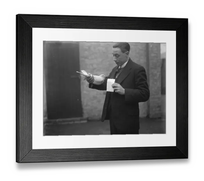 Framed Print : The first bird home with Queen Alexandras message. Mr Edgar Rickard, with his storm pilot