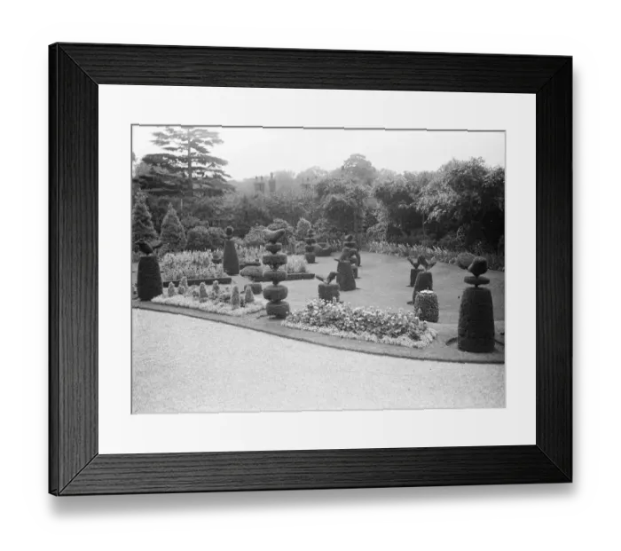 Framed Print : The King and Queen to go to Sandringham, Norfolk. The picturesque topiary work Framed Print : The King and Queen to go to Sandringham, Norfolk. The picturesque topiary work