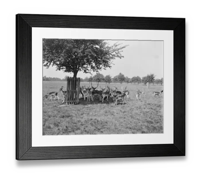 Framed Print : Deer in Bushey Park. 1919 Framed Print : Deer in Bushey Park. 1919