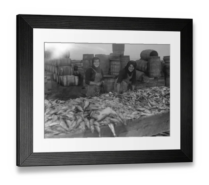 Framed Print : Herring harvest at Lowestoft Scotch fisher girls gutting and packing the fish Framed Print : Herring harvest at Lowestoft Scotch fisher girls gutting and packing the fish
