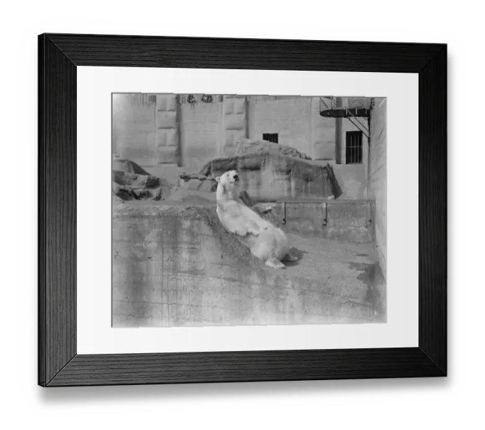 Framed Print : Sam and Lizzie on their honeymoon. Polar bears, Sam and Lizzie Framed Print : Sam and Lizzie on their honeymoon. Polar bears, Sam and Lizzie