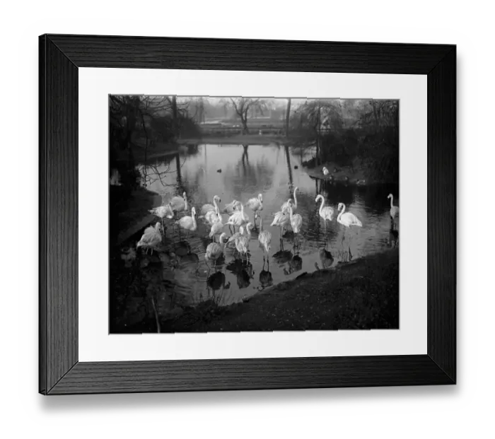 Framed Print : Casting their shadows on the waters. The flamingoes figure in a pretty scene at the London Zoo Framed Print : Casting their shadows on the waters. The flamingoes figure in a pretty scene at the London Zoo