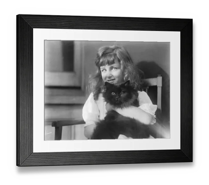 Framed Print : National Cat Clubs Championships Show at Crystal Palace. Mrs Years Sally Cat Framed Print : National Cat Clubs Championships Show at Crystal Palace. Mrs Years Sally Cat