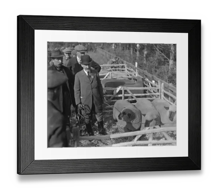 Framed Print : Chertsey Agricultural Show. Sir Edward Stern with his First Prize sheep. 11 October