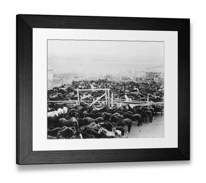 Framed Print : The Stoney Red Indians at Banff, Alberta A stock yard scene 20 September 1919 The Nakoda Framed Print : The Stoney Red Indians at Banff, Alberta A stock yard scene 20 September 1919 The Nakoda