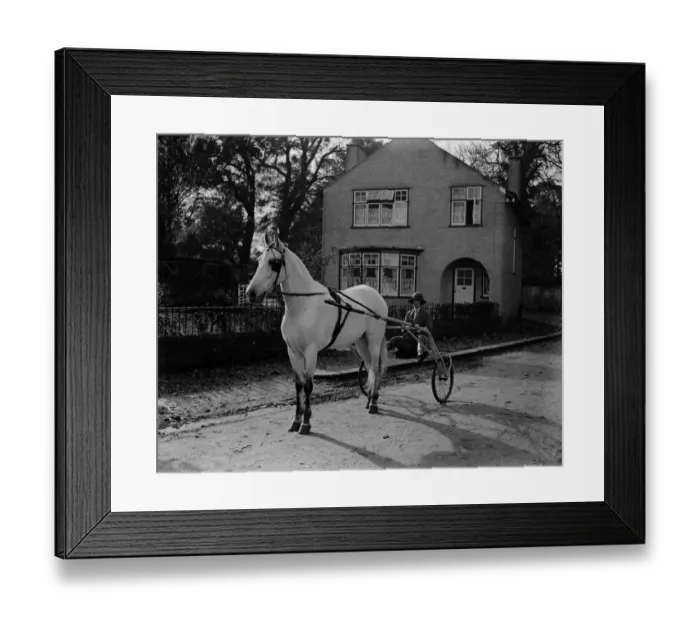 Framed Print : A fine sportswoman. Mrs G Duller who trains thoroughbred horses and alsatian wolfhounds