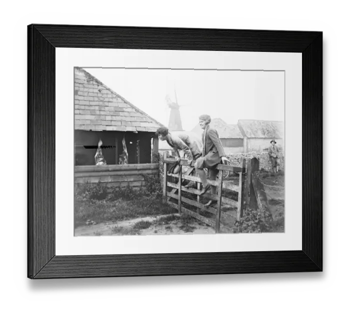 Framed Print : Brighton foot beagles hold meet at the kennels, West Blatchington. Keen feminie Framed Print : Brighton foot beagles hold meet at the kennels, West Blatchington. Keen feminie