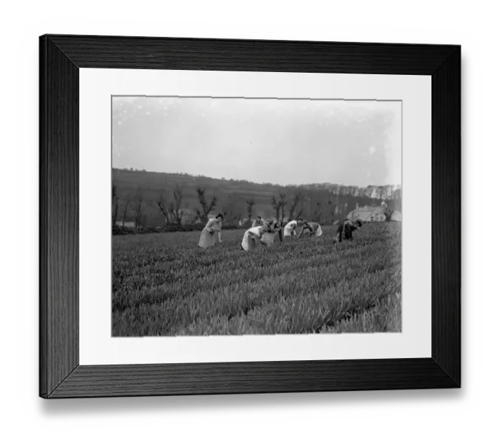 Framed Print : Women in the flower fields picking the spring flower harvest ( narcissi and daffodils Framed Print : Women in the flower fields picking the spring flower harvest ( narcissi and daffodils