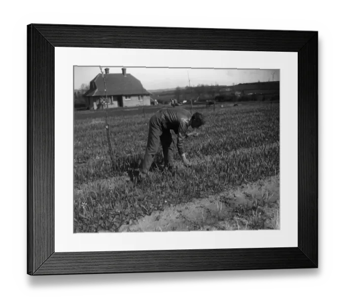 Framed Print : Mr Lummis, an ex RASC officer, runs a daffodil farm at Godstone, Isle of Wight Framed Print : Mr Lummis, an ex RASC officer, runs a daffodil farm at Godstone, Isle of Wight