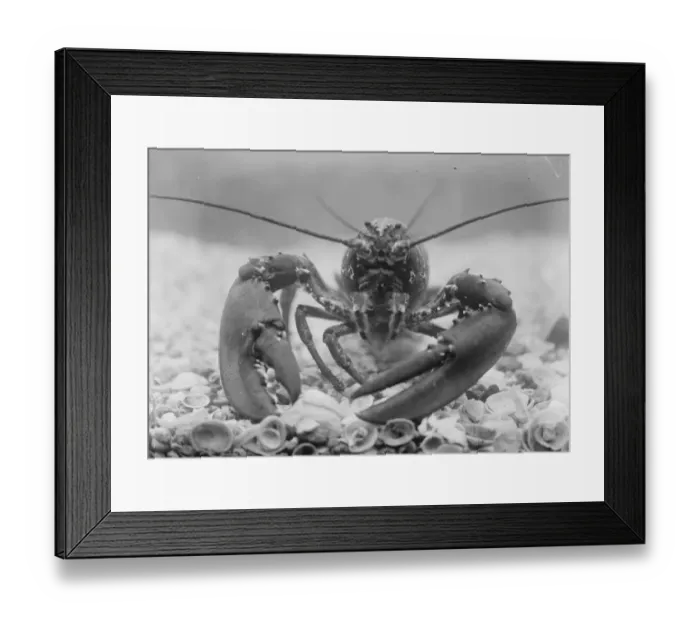 Framed Print : The wonders of the new zoo aquarium The lobster in the aquarium. 4 April 1924 Framed Print : The wonders of the new zoo aquarium The lobster in the aquarium. 4 April 1924