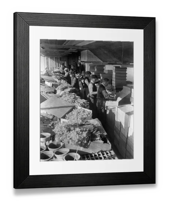 Framed Print : The flower harvest in the Scilly Isles. Men packing the flowers, narcissi and daffodils Framed Print : The flower harvest in the Scilly Isles. Men packing the flowers, narcissi and daffodils