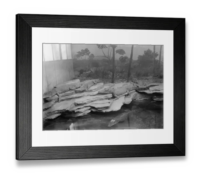 Framed Print : At the Zoo Cage containing cayman alligators and crocodiles 13 January 1928 Framed Print : At the Zoo Cage containing cayman alligators and crocodiles 13 January 1928