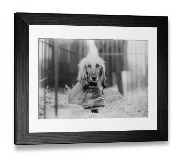 Framed Print : Unique but sad celebrity at great dog show. Sorrowful and solitary Afghan Hound Framed Print : Unique but sad celebrity at great dog show. Sorrowful and solitary Afghan Hound