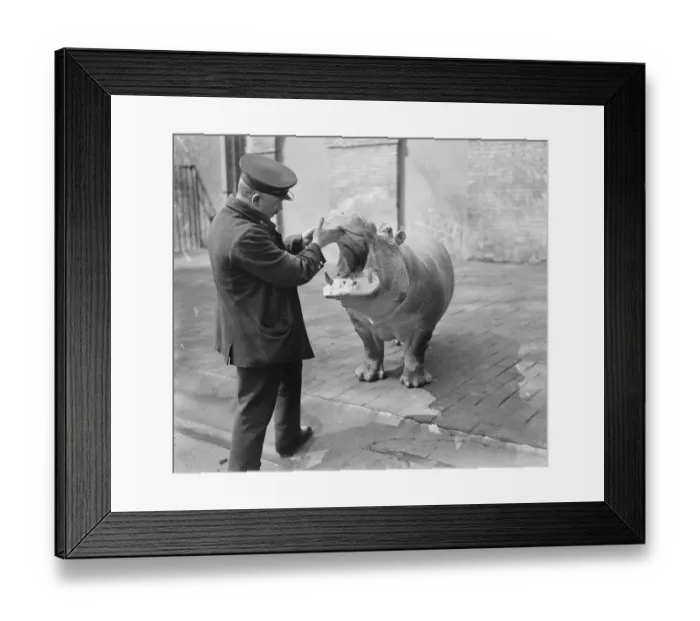 Framed Print : Baby Joan shows her teeth. A ton of friendliness at the Zoo. Joan, the baby Framed Print : Baby Joan shows her teeth. A ton of friendliness at the Zoo. Joan, the baby