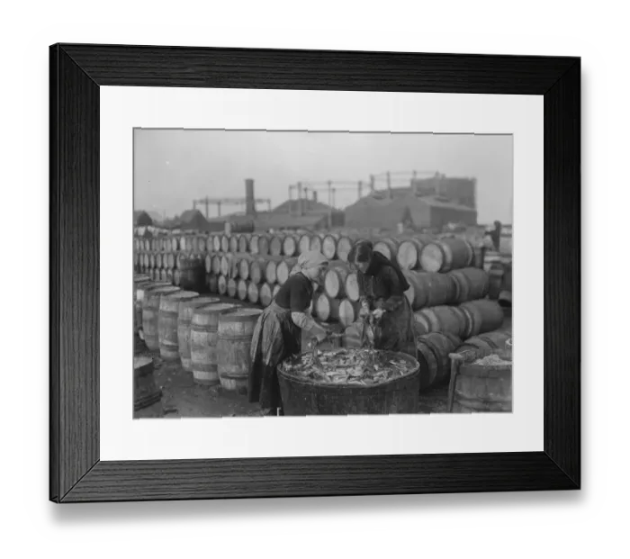 Framed Print : Herring harvest at Lowestoft Scotch fisher girls gutting and packing the fish Framed Print : Herring harvest at Lowestoft Scotch fisher girls gutting and packing the fish