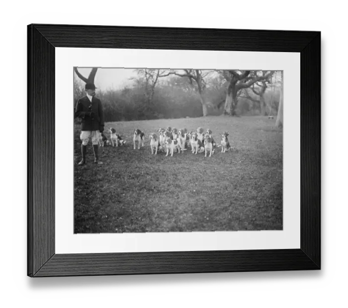 Framed Print : Brighton foot beagles meet at Rockrose, Clayton Hill. A fine study of some of the dogs Framed Print : Brighton foot beagles meet at Rockrose, Clayton Hill. A fine study of some of the dogs