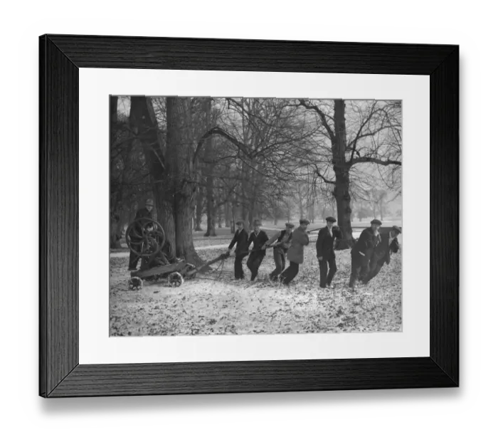 Framed Print : Pulling down 300 year old trees in Bushy Park, London, that had become dangerous Framed Print : Pulling down 300 year old trees in Bushy Park, London, that had become dangerous
