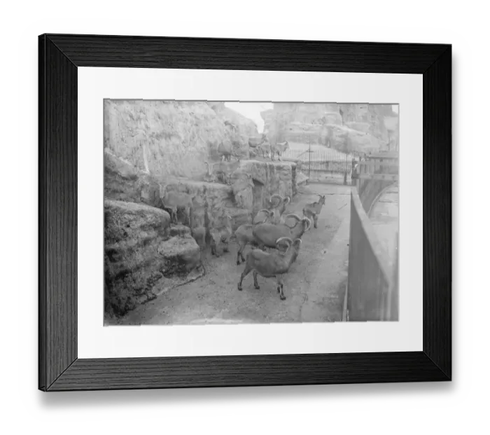 Framed Print : At the Zoo in London Barbery Sheep 13 January 1928 Framed Print : At the Zoo in London Barbery Sheep 13 January 1928