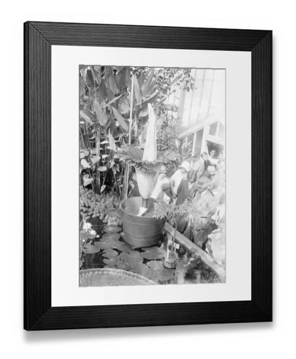 Framed Print : First bloom for 37 years at Kew Gardens. A giant arum lily is now to be seen in Framed Print : First bloom for 37 years at Kew Gardens. A giant arum lily is now to be seen in