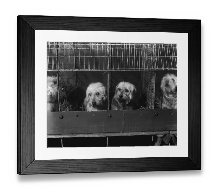 Framed Print : Terrier club show at the horticultural hall. Two Dandy Dimonts fraternising at the show Framed Print : Terrier club show at the horticultural hall. Two Dandy Dimonts fraternising at the show