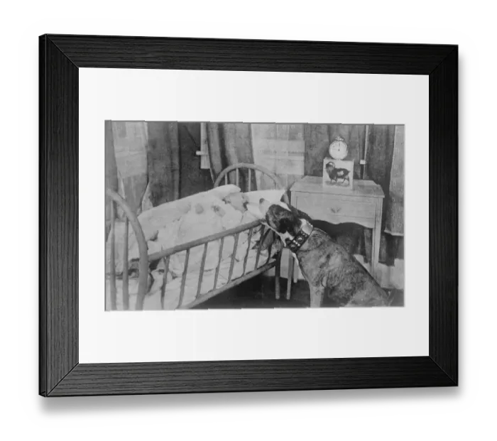 Framed Print : The canine nurse. Highest salaried dog on the Movies. Brownie, the highest Framed Print : The canine nurse. Highest salaried dog on the Movies. Brownie, the highest