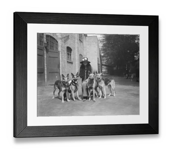 Framed Print : Lady Edith Windhams Alsatian wolf dogs. Lady Edith Windham with her four dogs Framed Print : Lady Edith Windhams Alsatian wolf dogs. Lady Edith Windham with her four dogs