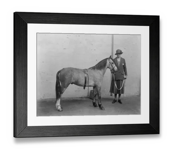 Framed Print : National Pony Prize Winners The national pony show opened at the Agricultural Hall Framed Print : National Pony Prize Winners The national pony show opened at the Agricultural Hall