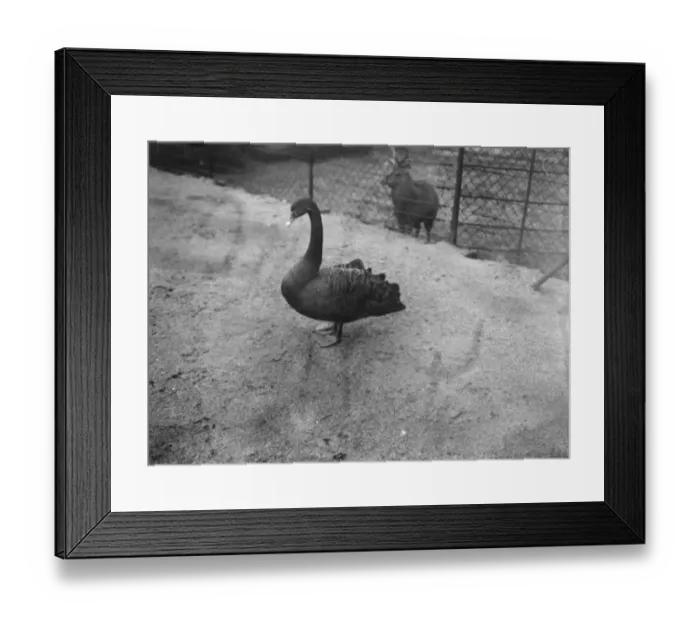 Framed Print : At the Zoo Black Swan 13 January 1928