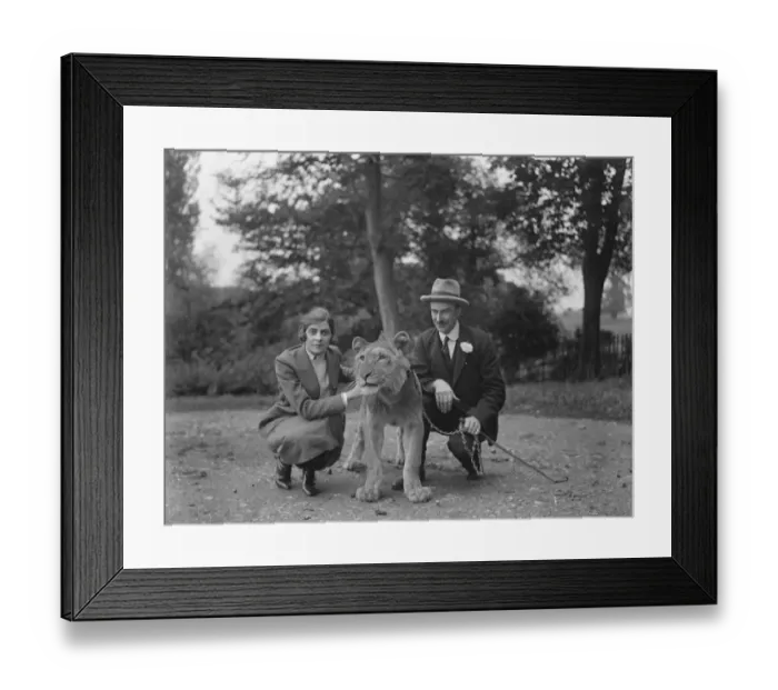 Framed Print : Mr and Mrs Tyrwhitt Drake with Ginger and African Lion 29 September 1925 Framed Print : Mr and Mrs Tyrwhitt Drake with Ginger and African Lion 29 September 1925