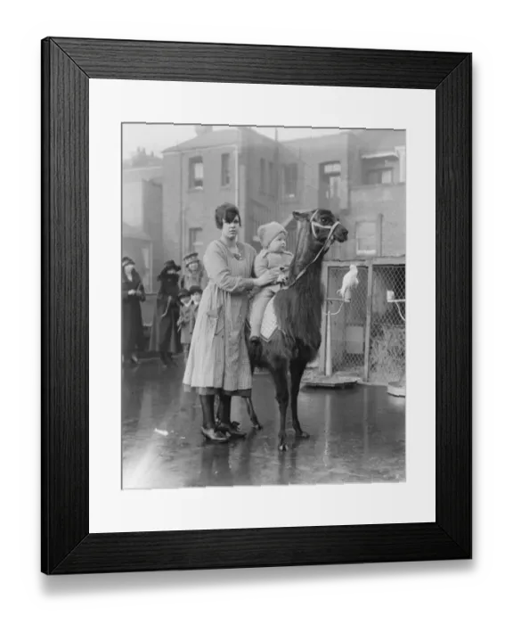 Framed Print : Live toys at Derry and Toms llama 27 November 1920 Framed Print : Live toys at Derry and Toms llama 27 November 1920