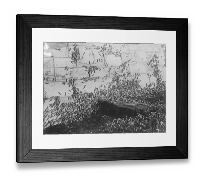 Framed Print : Farmers grim fight with huge clouds of locusts. Flourishing crops destroyed in Framed Print : Farmers grim fight with huge clouds of locusts. Flourishing crops destroyed in