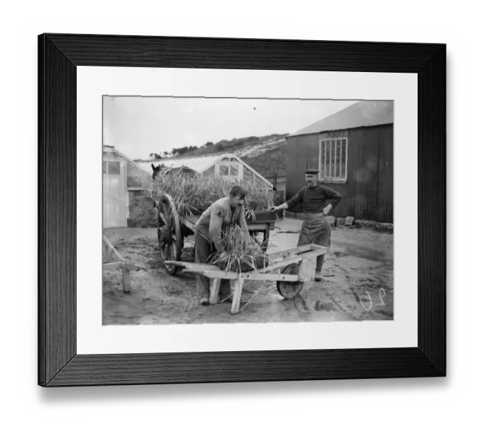 Framed Print : The flower harvest in the Scillies. At Tresco narcissi plants being carted
