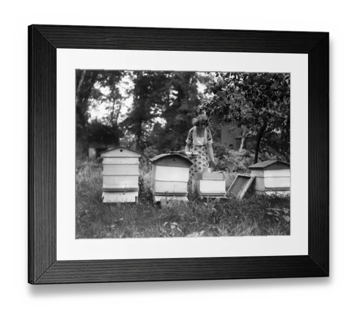 Framed Print : Miss Sylvia Caine, the cinema star, tending her bee hives at her home at Worcester Park Framed Print : Miss Sylvia Caine, the cinema star, tending her bee hives at her home at Worcester Park