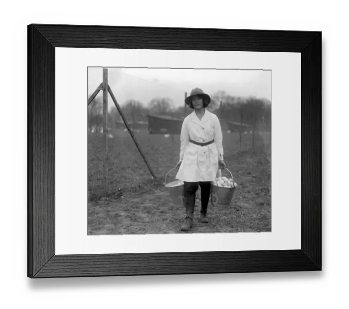 Framed Print : Eggs by the pailful at the Great Eastern Poultry Farm at Bentley. 6 February 1920 Framed Print : Eggs by the pailful at the Great Eastern Poultry Farm at Bentley. 6 February 1920