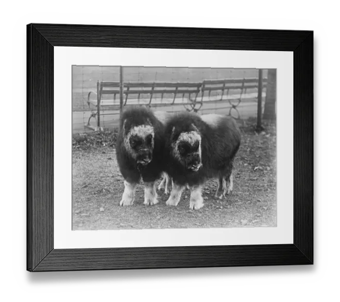 Framed Print : Animal beauty A charming photograph of two Musk oxen captured on the east coastof Framed Print : Animal beauty A charming photograph of two Musk oxen captured on the east coastof