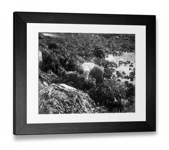 Framed Print : A man fishing for ormers or abalone (shellfish) with his net along the seashore in Framed Print : A man fishing for ormers or abalone (shellfish) with his net along the seashore in