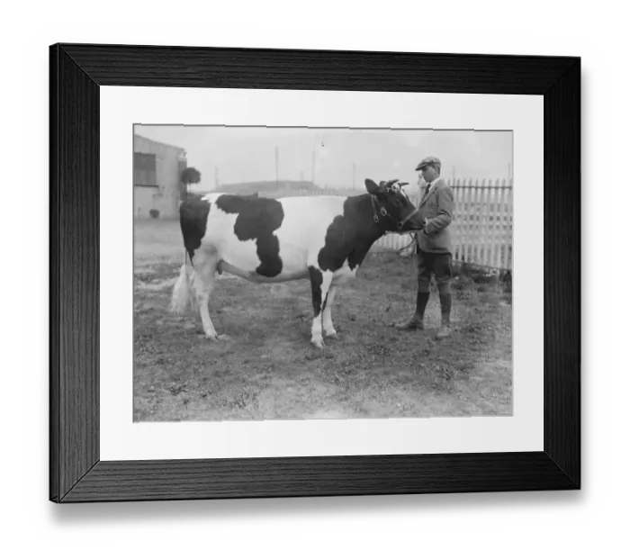 Framed Print : British Friesian cattle societys spring show and sale at Slough Messrs A J Brown Framed Print : British Friesian cattle societys spring show and sale at Slough Messrs A J Brown